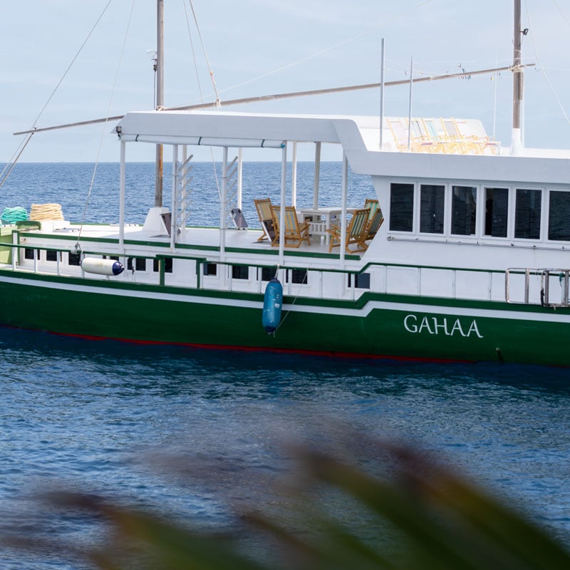 Gahaa